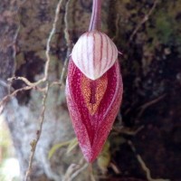 Bulbophyllum elegans Gardner ex Thwaites